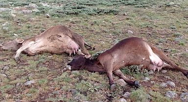 Sürüye yıldırım isabet etti, 3 büyükbaş telef oldu