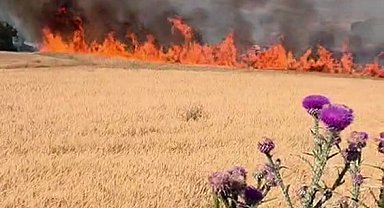 Susurluk-Bandırma kara yolunda tarla yangını