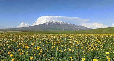 Sütey Yaylası bahar çiçekleriyle renklendi