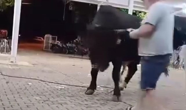 Tanıtımı yapılan boğaya para atarken boynuz darbesiyle yaralandı