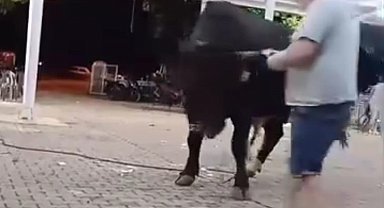 Tanıtımı yapılan boğaya para atarken boynuz darbesiyle yaralandı