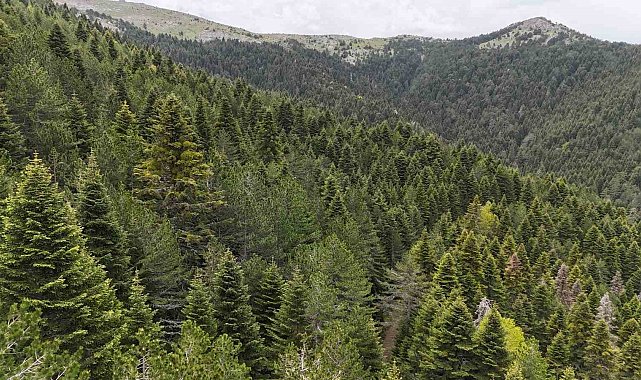 Tarihe yön veren ağaç: Kazdağı Göknarı