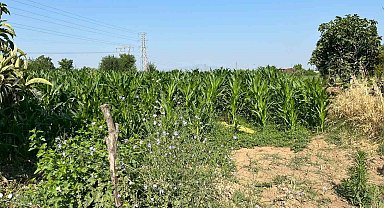 Tarlada akrabasını öldürüp kayıplara karıştı