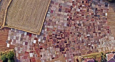 Tarlalarda milyonluk halı nöbeti başladı