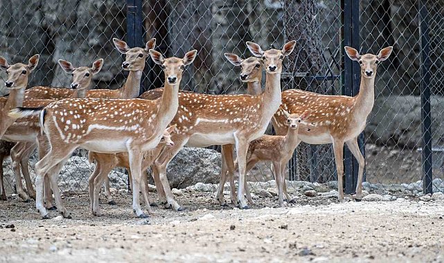 Tarsus Doğa Parkı'nda yavru sevinci