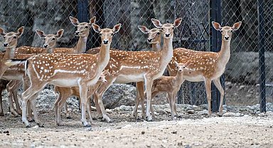 Tarsus Doğa Parkı'nda yavru sevinci