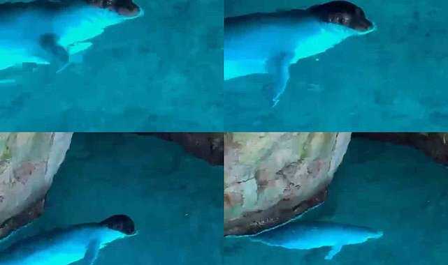 Tatilciler, mağarada Akdeniz fokuyla karşılaştı