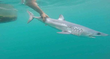 Tatilcileri rahatlatan açıklama: "Türkiye'deki denizler, köpek balığı riski açısından çok güvenli"