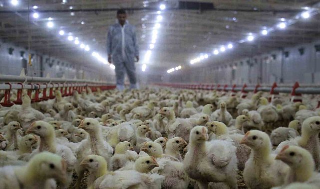 Tavuk eti üretimi aylık yüzde 2,6 arttı