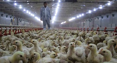 Tavuk eti üretimi aylık yüzde 2,6 arttı