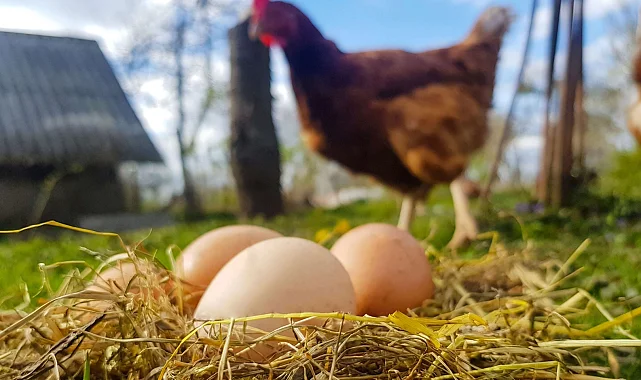 Tavuk kesimi arttı, yumurta üretimi azaldı!