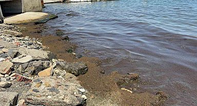 Tekirdağ Sahili'nde kırmızı yosun yoğunluğu dikkat çekti