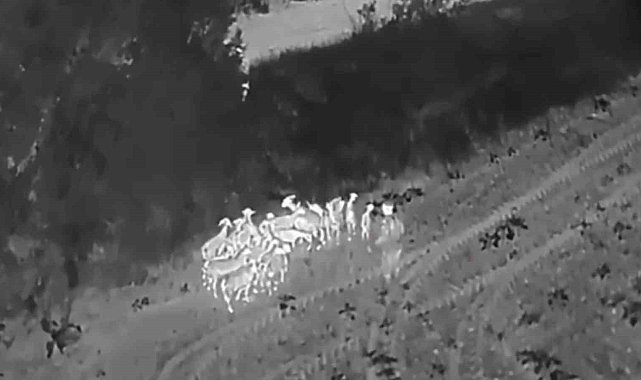 Tekirdağ'da kaybolan 27 küçükbaş termal dronla bulundu