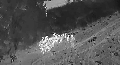 Tekirdağ'da kaybolan 27 küçükbaş termal dronla bulundu