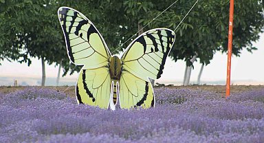 Tekirdağ'da lavanta tarlaları görsel şöleniyle büyülüyor