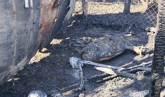 Tekirdağ'daki yangında ağıla sıçrayan alevlerde 35 hayvan telef oldu
