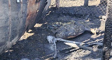 Tekirdağ'daki yangında ağıla sıçrayan alevlerde 35 hayvan telef oldu