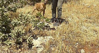 Tel örgülere takılan dağ keçisi kurtarıldı