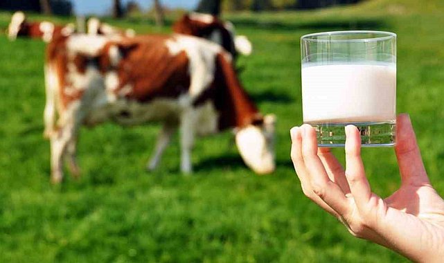Ticari süt işletmelerince 981 bin 10 ton inek sütü toplandı