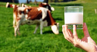 Ticari süt işletmelerince 981 bin 10 ton inek sütü toplandı