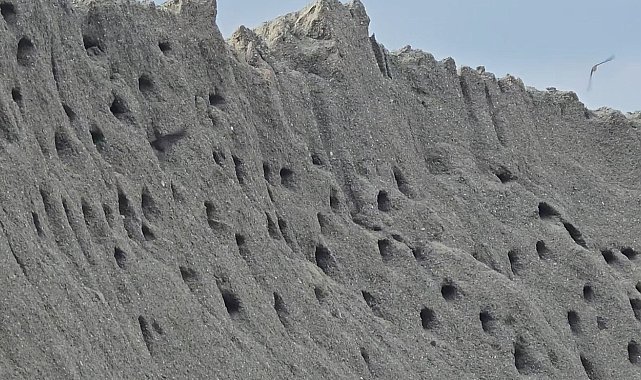 Tokat'ta kuşların kumda kurduğu site doğaseverleri mest ediyor