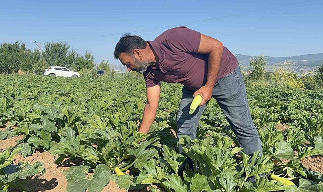 Tokat'ta meyveleri don vurdu, çiftçi ilk mahsulü öşür niyetine dağıttı