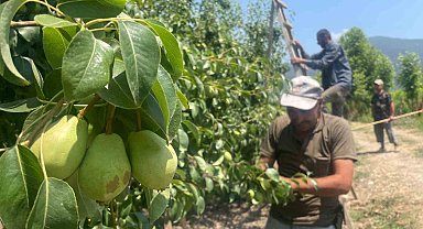 Tonlarca armut ve şeftaliyi koparıp yere atıyorlar