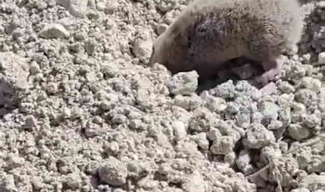 Toprağı eşeleyip ortadan kayboldu