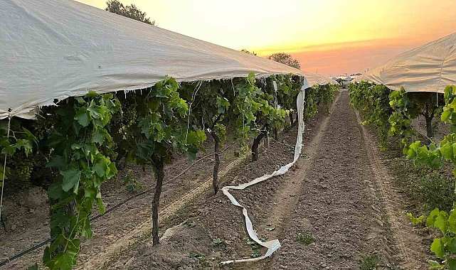 Traktör yolunu şaşırdı, üzüm bağına zarar verdi