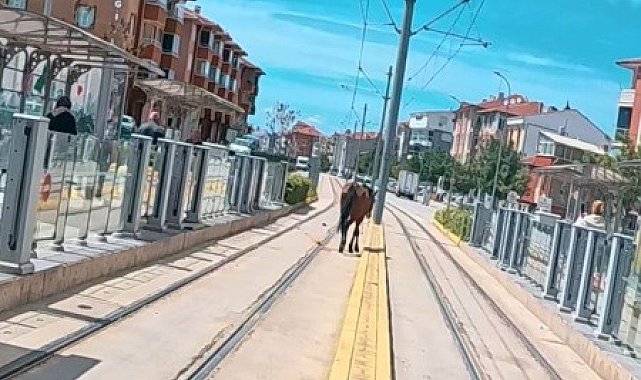 Tramvay rayları üzerindeki başı boş at şaşırttı