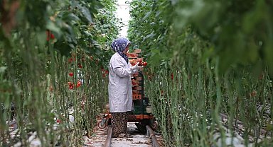 Türkiye'nin jeotermal sera alanı yüzde bin 500 büyüyebilir