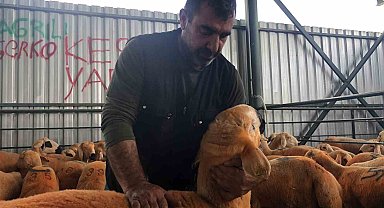 Turuncu renkli Sivas Kangal kuzuları hem renkleri hem de lezzetleriyle dikkat çekiyor