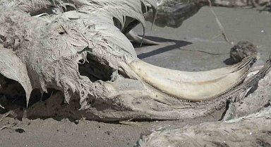 Tuz Gölü'nde yüzlerce flamingo ölü olarak bulundu