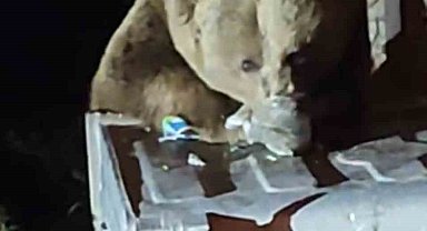 Uludağ'da aç kalan ayı çöplere dadandı