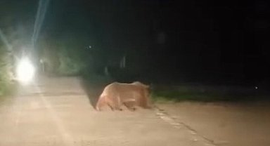 Uludağ'da ayı ailesinin yoldan geçişi görüntülendi