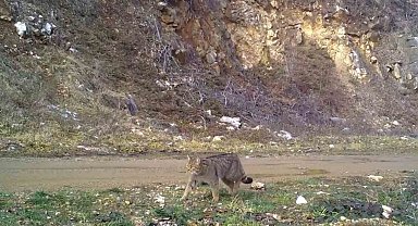 Uludağ'da yaban kedisi fotokapana takıldı