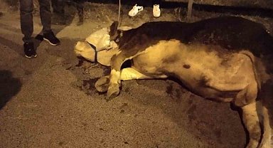 Ümraniye'de kamyonetten yola atlayan kurbanlık dananın ayağı kırıldı