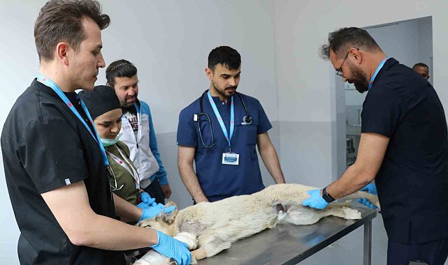 Üniversite desteğiyle en az 200 sokak köpeği kısırlaştırıldı