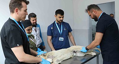 Üniversite desteğiyle en az 200 sokak köpeği kısırlaştırıldı