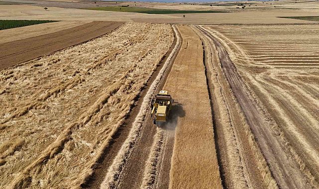 Uşak'ta kuraklığa dayanıklı arpa ve buğdayın hasadına başlandı