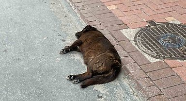 Uzmanı uyardı: "Keneler yeni konakçı arayabilir"
