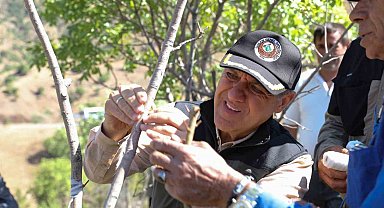 Vali Usta, fıstık aşılama çalışmalarını yerinde inceledi