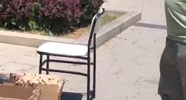 Valilik binası çevresinde süs ağacına kümelenen arılar tedirgin etti