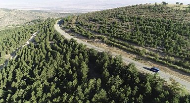 Valilikten yangın tedbiri: 5 ay boyunca ormanlara giriş yasak