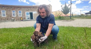 Van YYÜ Yaban Hayvanları Merkezi, yaban hayvanlarına kreş hizmeti sunuyor