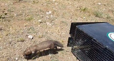 Van'da eve giren 2 sansar yakalanarak doğaya bırakıldı