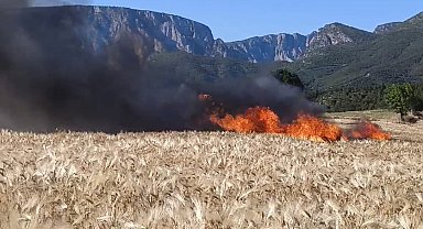 Vezirköprü'de tarlalar alev aldı: 61 dönüm alan kül oldu