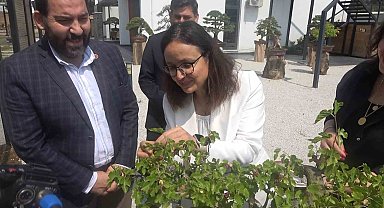 Yalova Bonsai Müzesi'nde dut hasadı