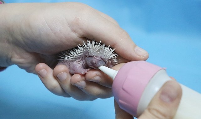 Yalova'da doğada bulunan 3 yavru kirpi biberonla besleniyor