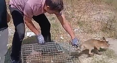 Yalova'da şehre inen tilki yakalanarak doğaya bırakıldı